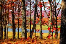 fall trees.jpg